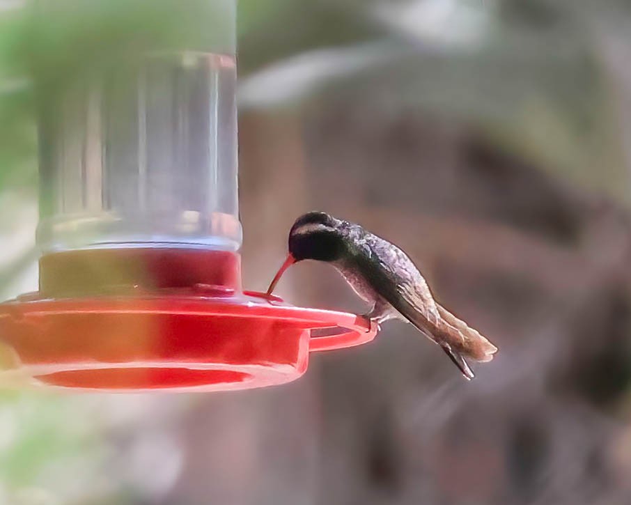 White-eared Hummingbird - Sue Smith