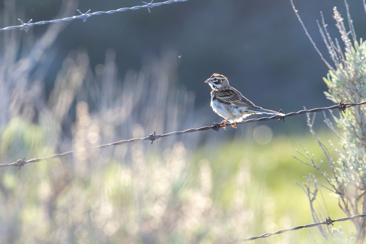 Lark Sparrow - Rain Saulnier