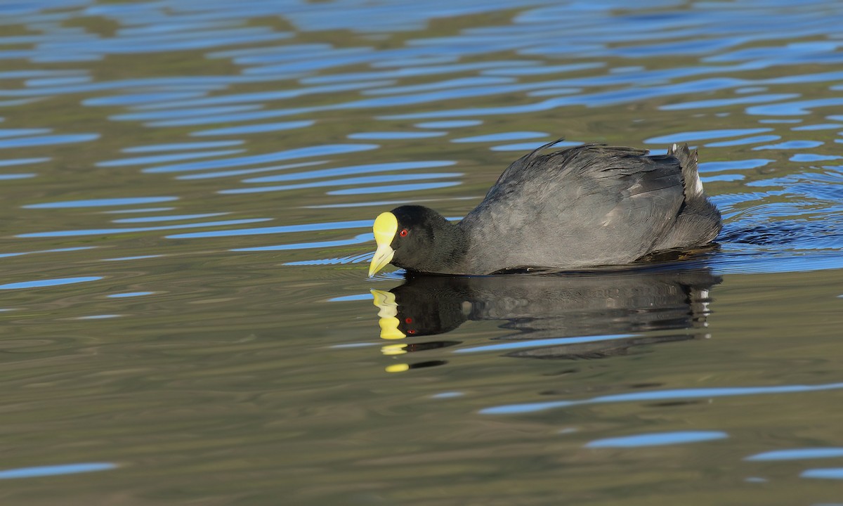 White-winged Coot - Adrián Braidotti