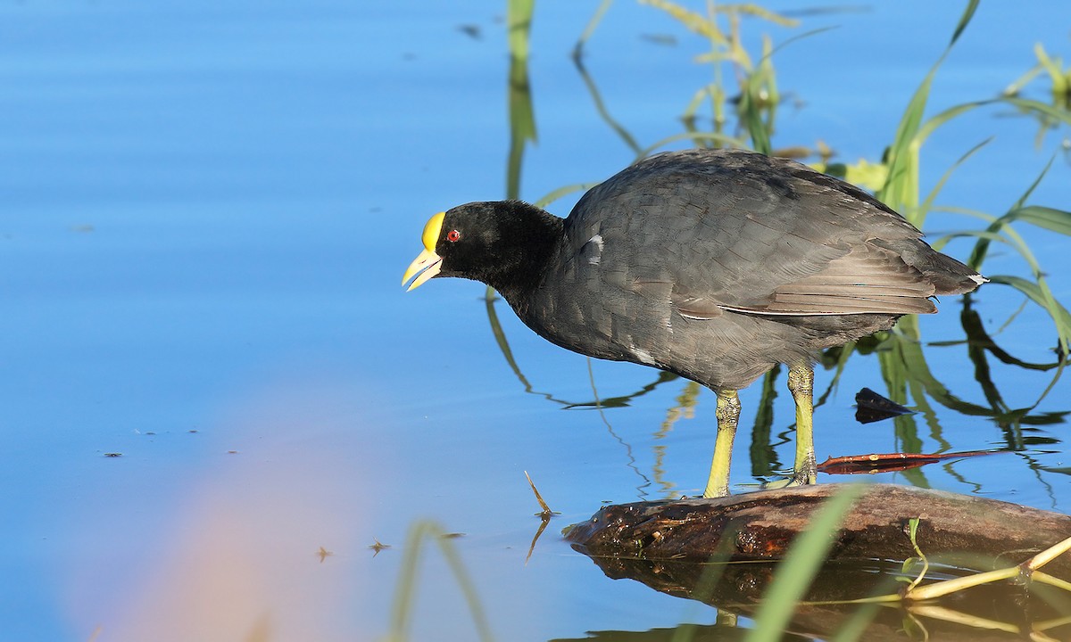 White-winged Coot - Adrián Braidotti