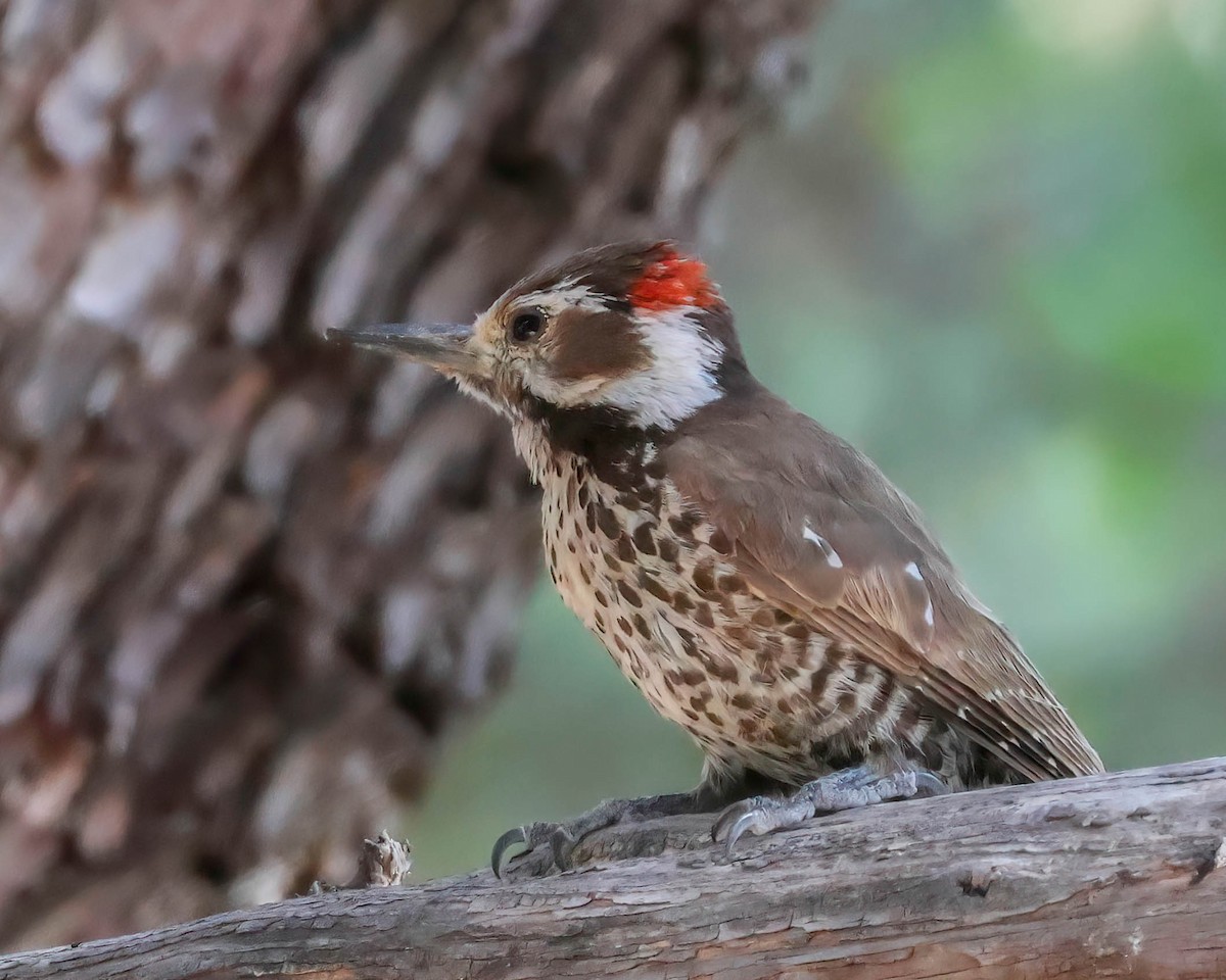 Arizona Woodpecker - Sue Smith