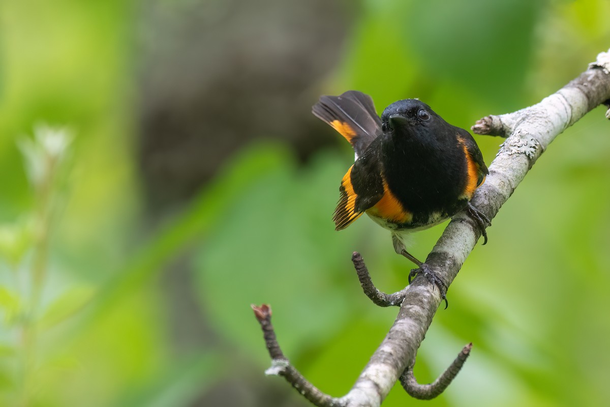 American Redstart - Kevin Hallman