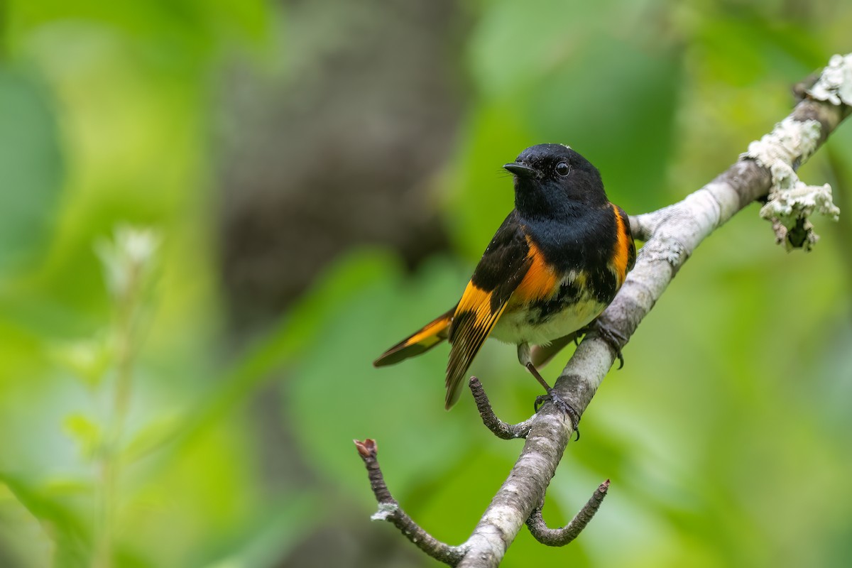 American Redstart - Kevin Hallman