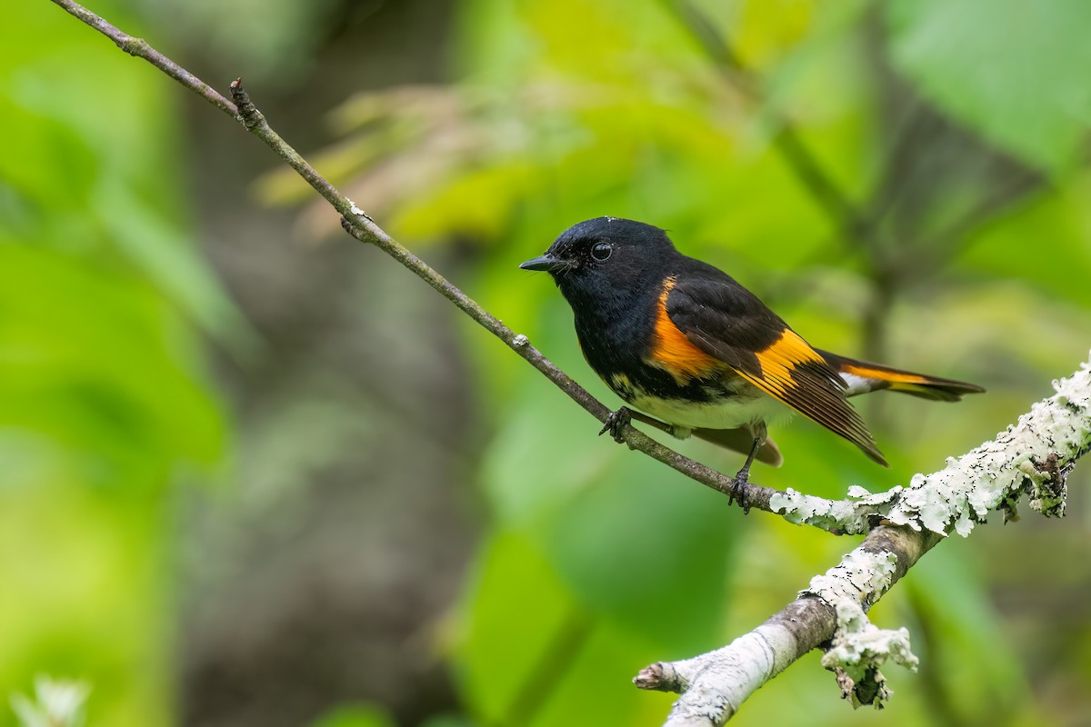 American Redstart - Kevin Hallman