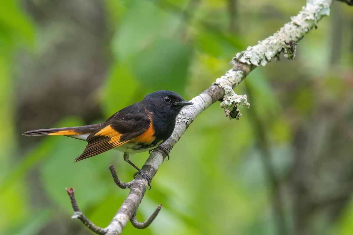 American Redstart - Kevin Hallman