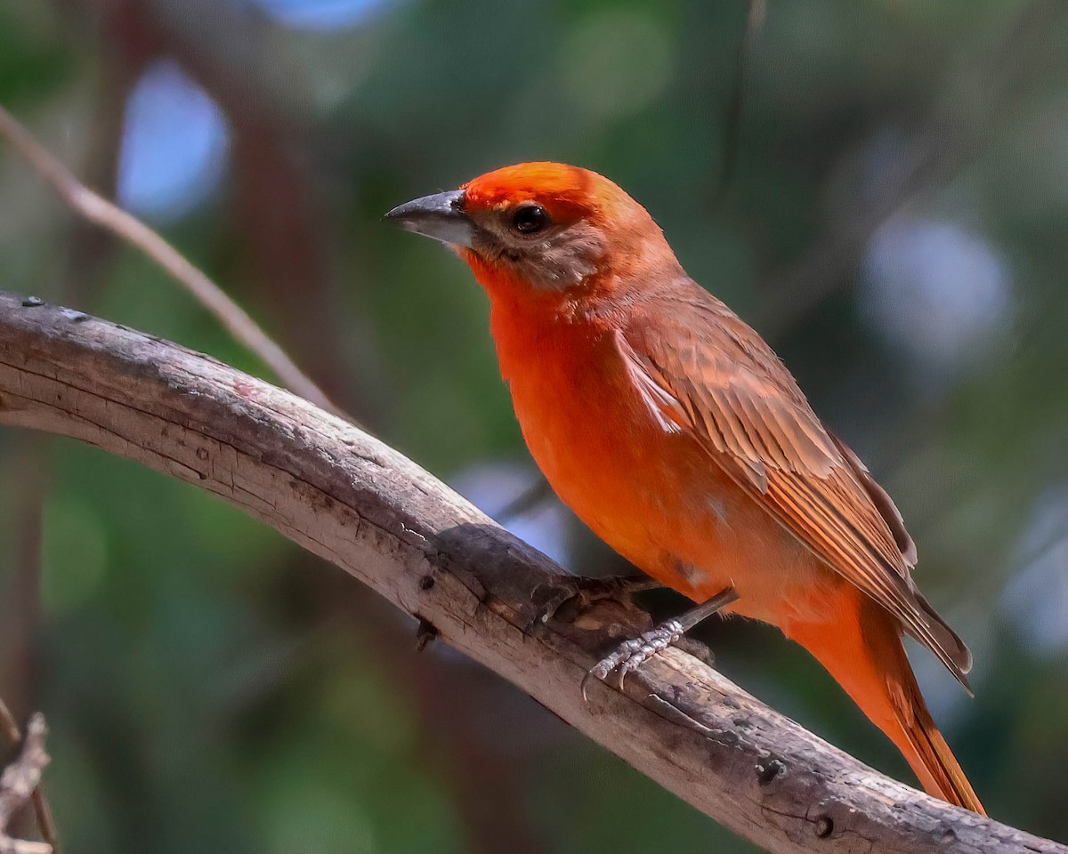 Hepatic Tanager - Sue Smith