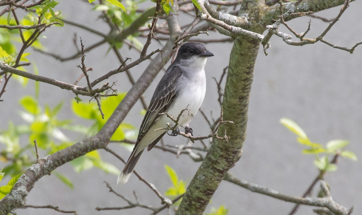 Eastern Kingbird - Kathleen Keef