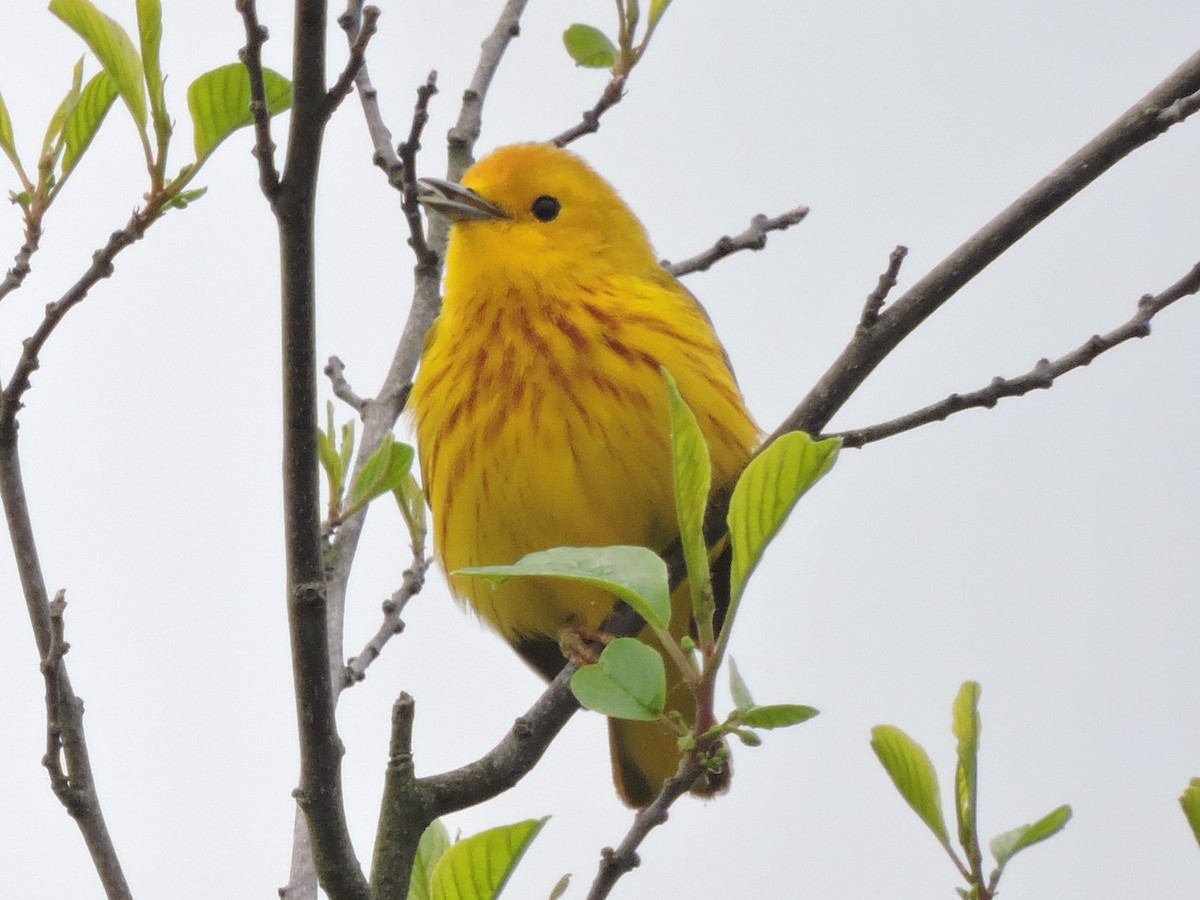Yellow Warbler - Alan Schned