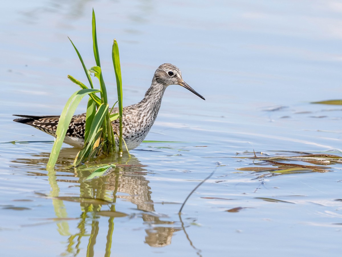 Greater Yellowlegs - ML619512551