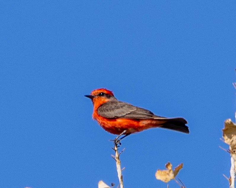 Vermilion Flycatcher - Allan Spradling