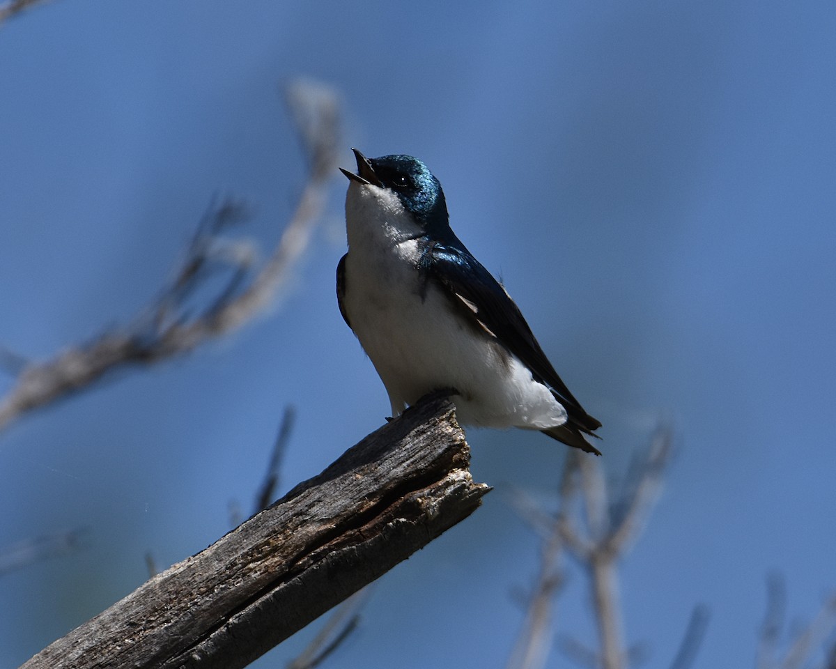 Tree Swallow - Brian Hicks