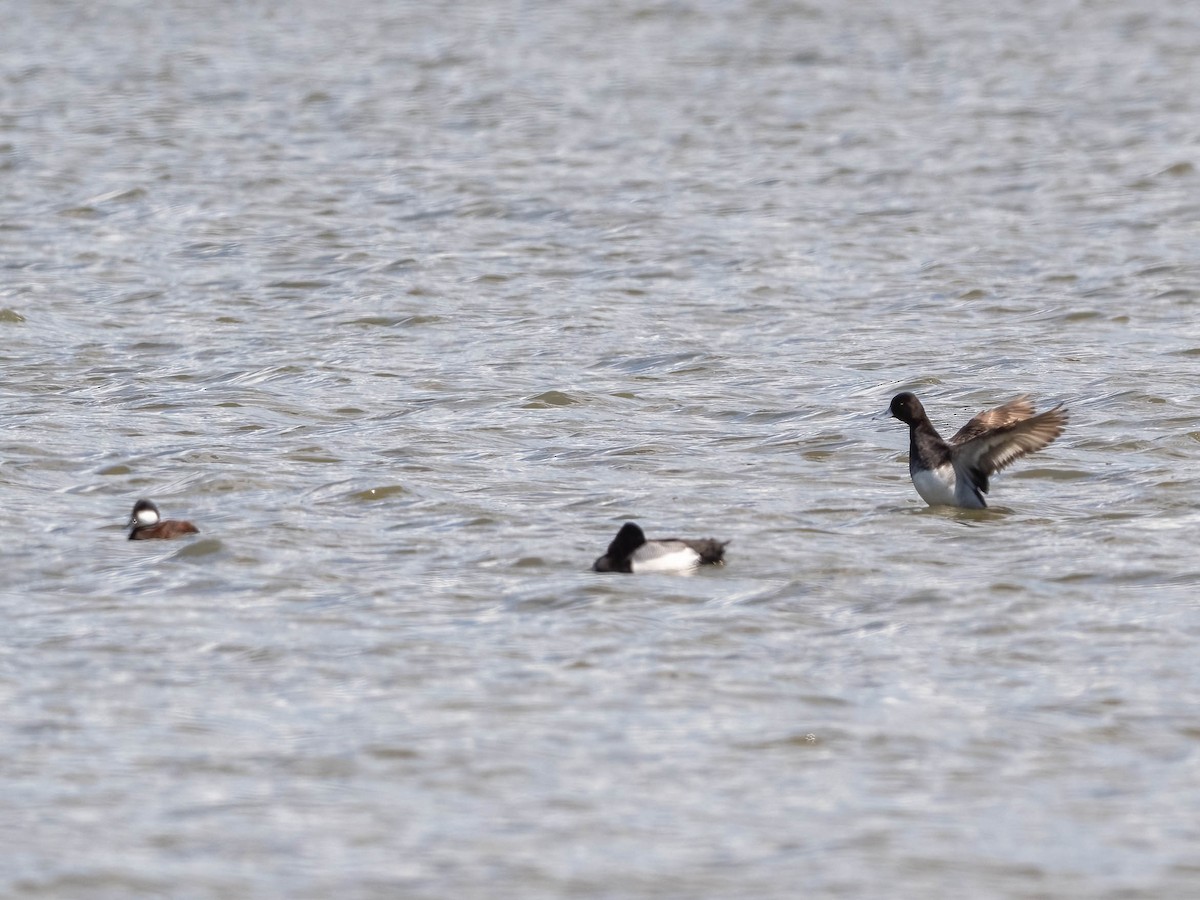 Greater Scaup - Michael & Ellen LAM