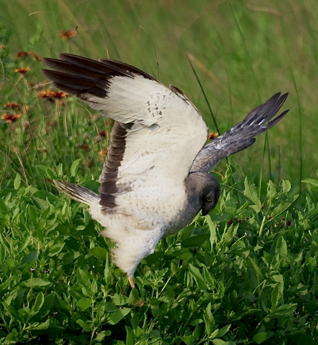 Northern Harrier - Dean Silvers