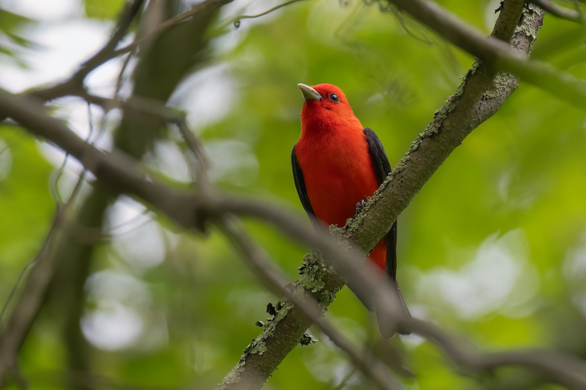 Scarlet Tanager - Kevin Hallman