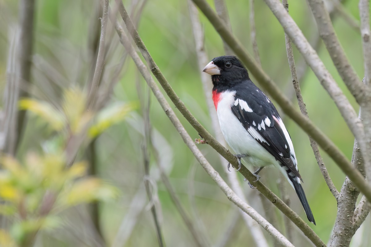 Rose-breasted Grosbeak - Kevin Hallman