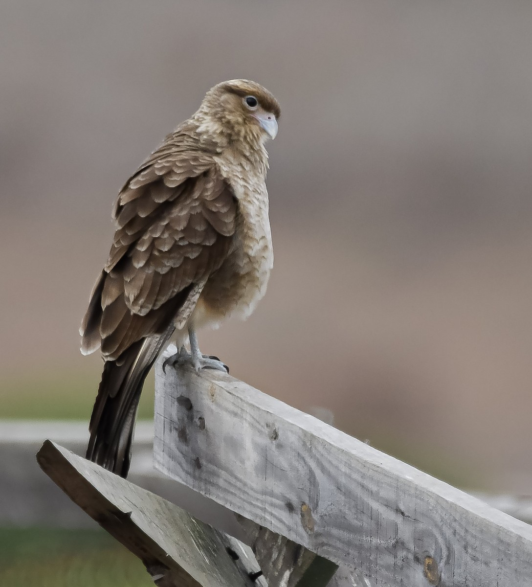 Chimango Caracara - ML619512580