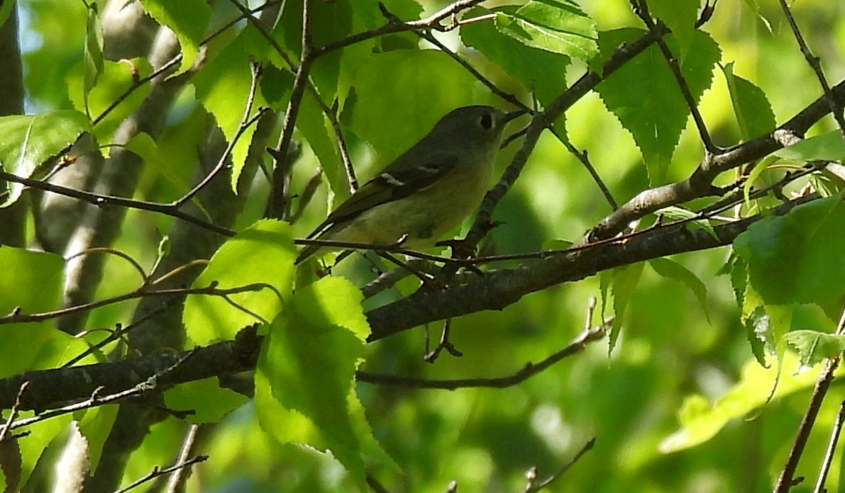 Ruby-crowned Kinglet - Emily Szczypek