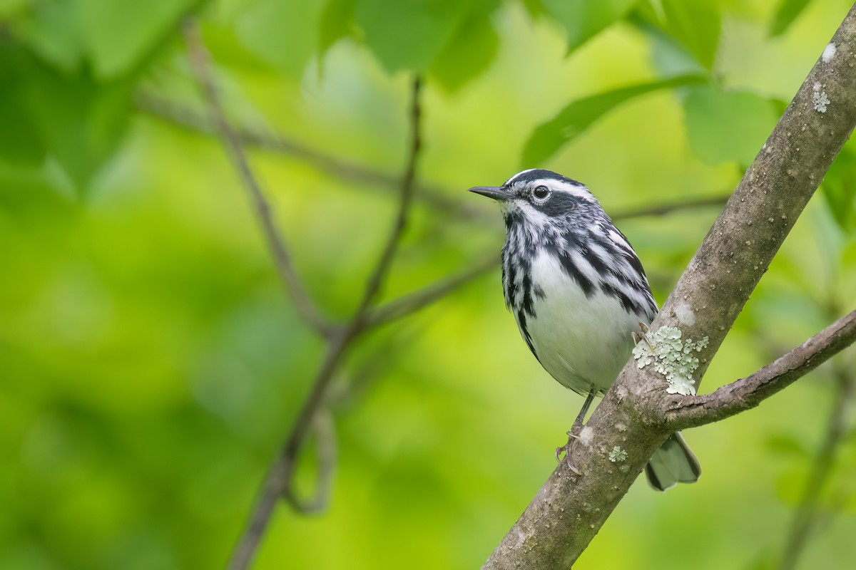 Black-and-white Warbler - Kevin Hallman