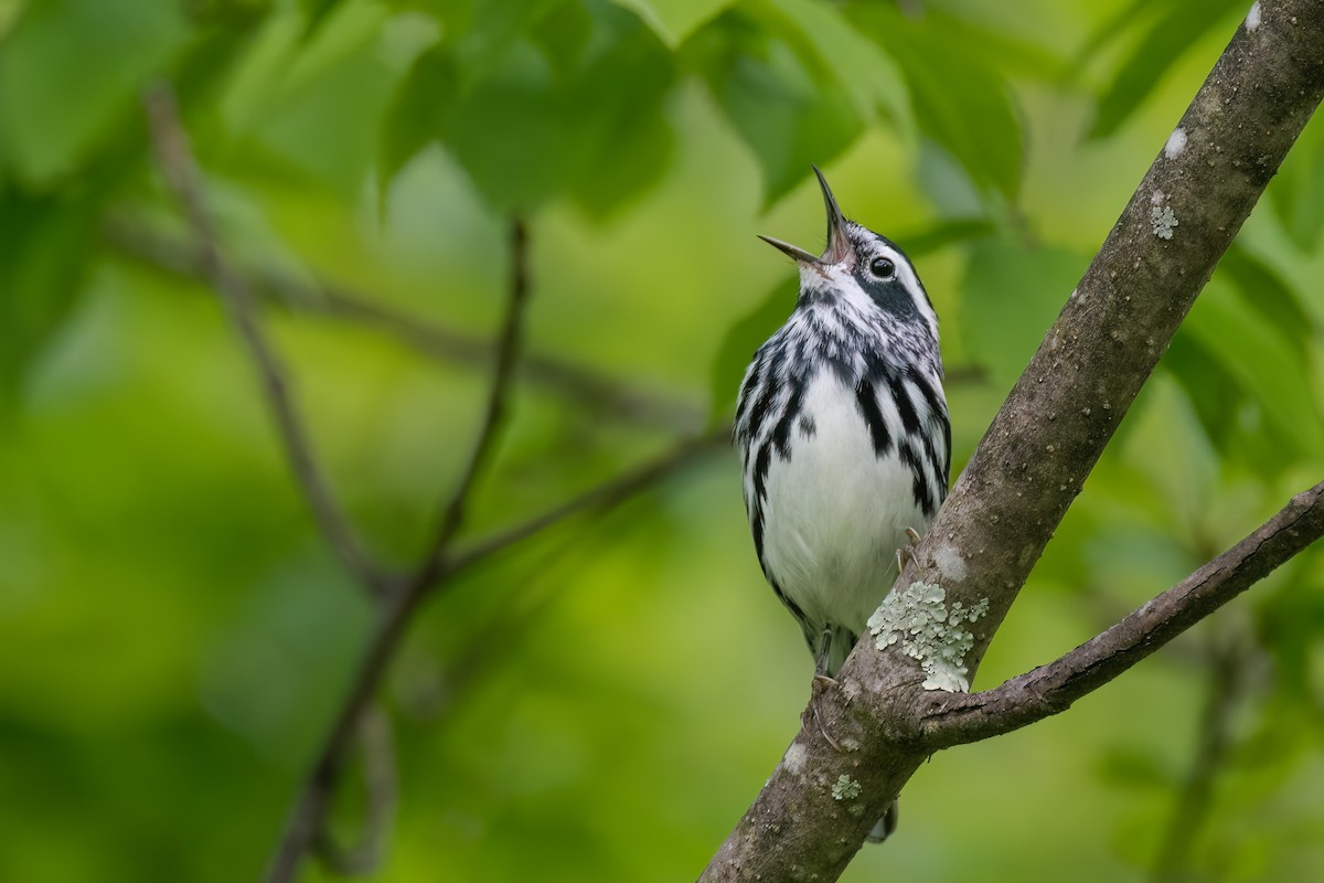 Black-and-white Warbler - Kevin Hallman