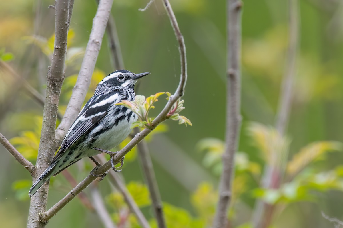 Black-and-white Warbler - Kevin Hallman