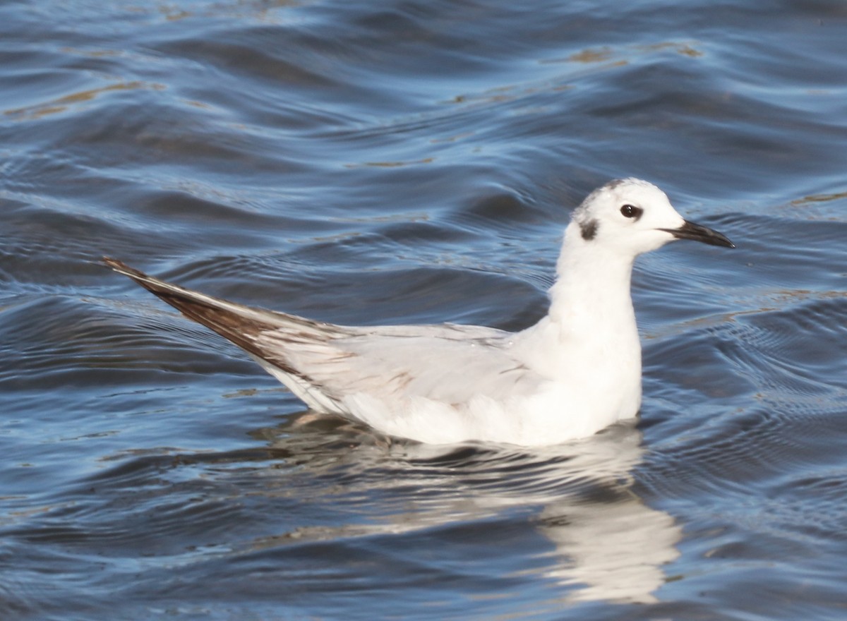 Bonaparte's Gull - Chris Overington