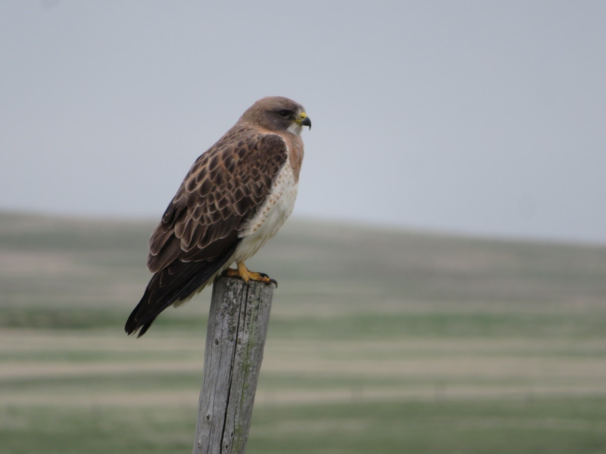 Swainson's Hawk - David Forbes