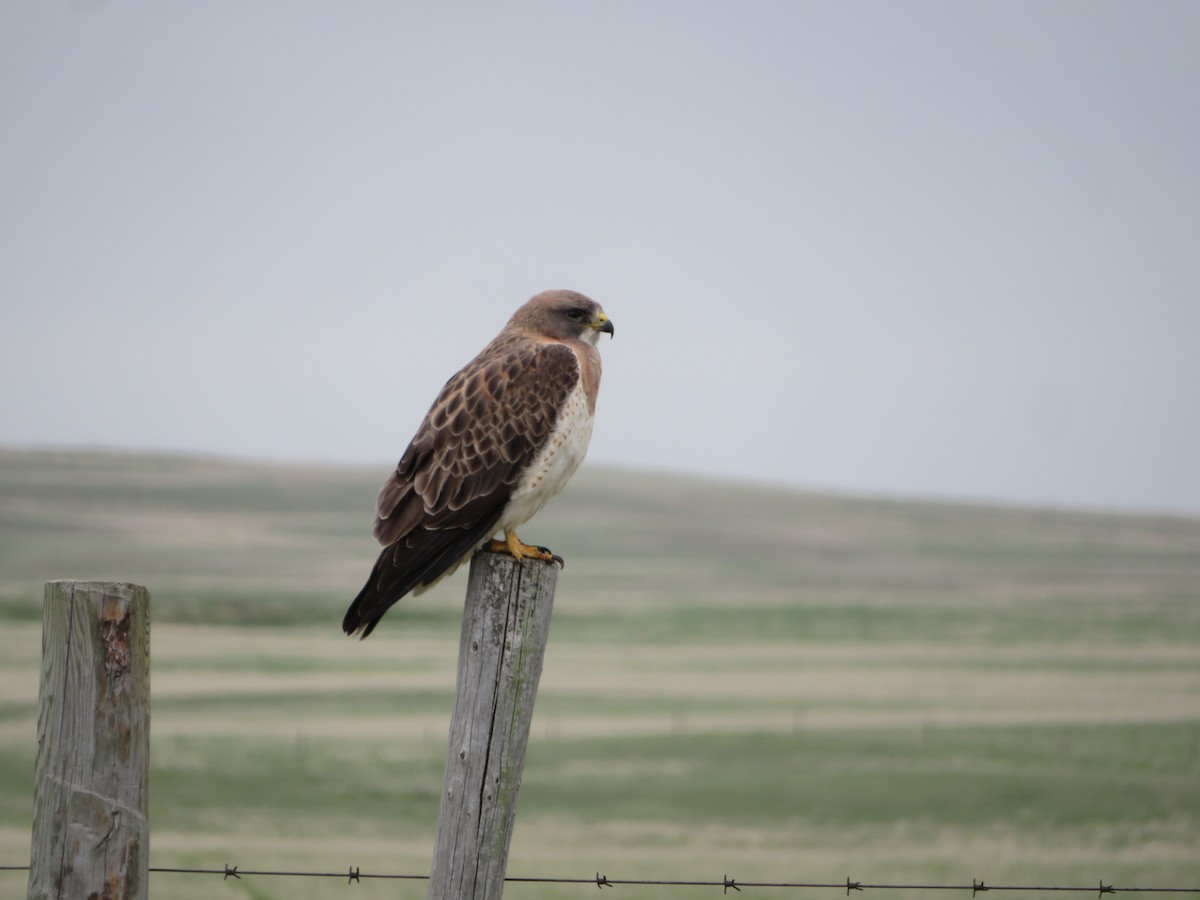 Swainson's Hawk - David Forbes