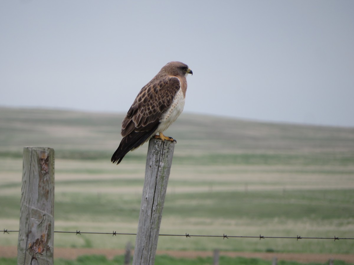 Swainson's Hawk - David Forbes