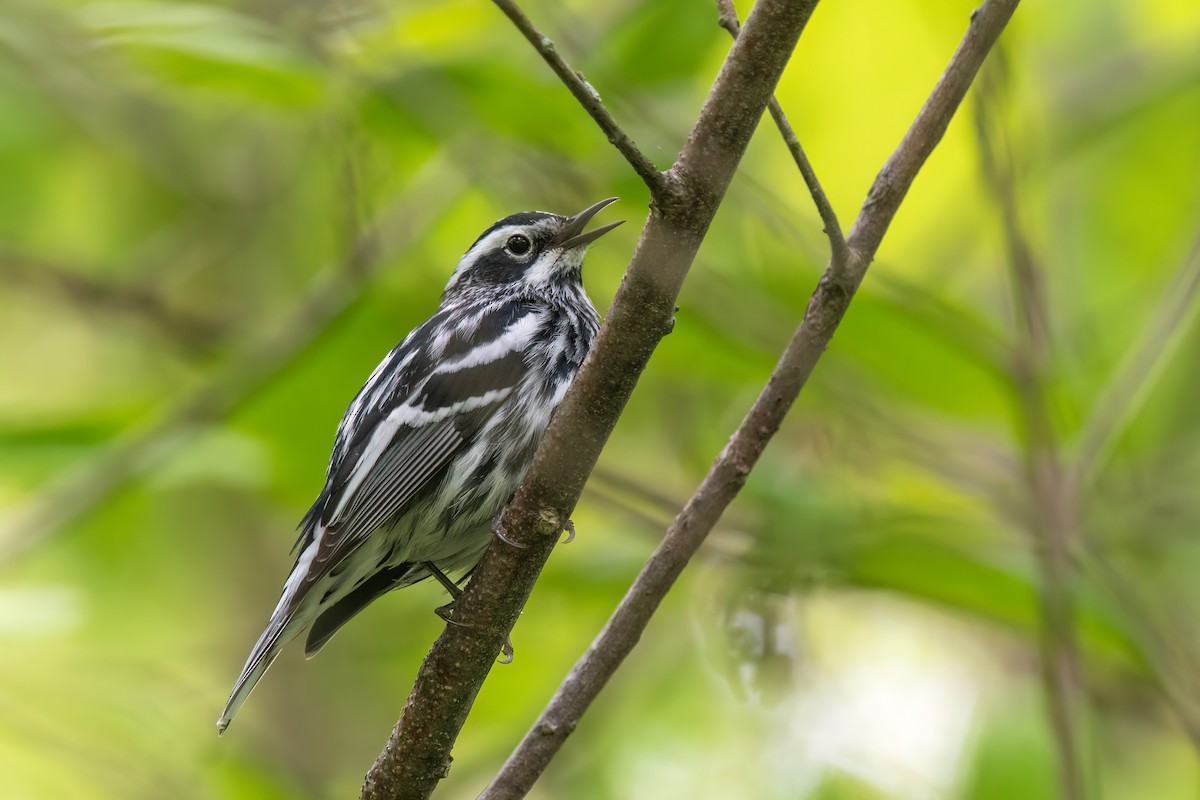 Black-and-white Warbler - Kevin Hallman