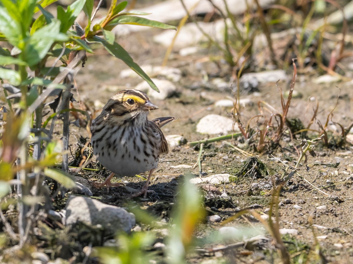 Savannah Sparrow - Michael & Ellen LAM