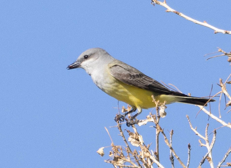 Western Kingbird - Allan Spradling