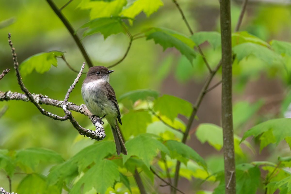 Eastern Phoebe - Kevin Hallman