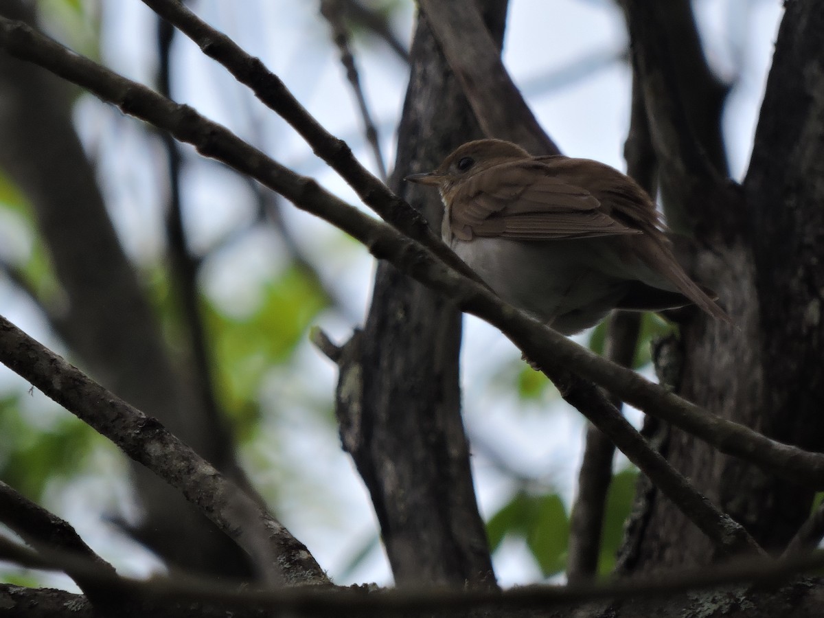 Veery - Alan Schned