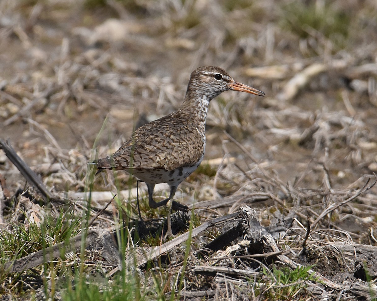 Spotted Sandpiper - Brian Hicks