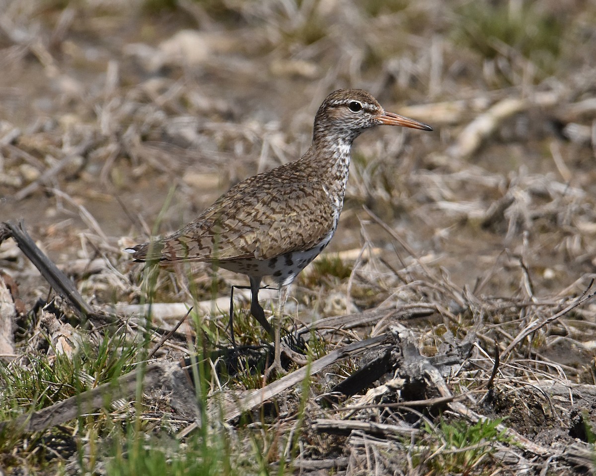 Spotted Sandpiper - Brian Hicks