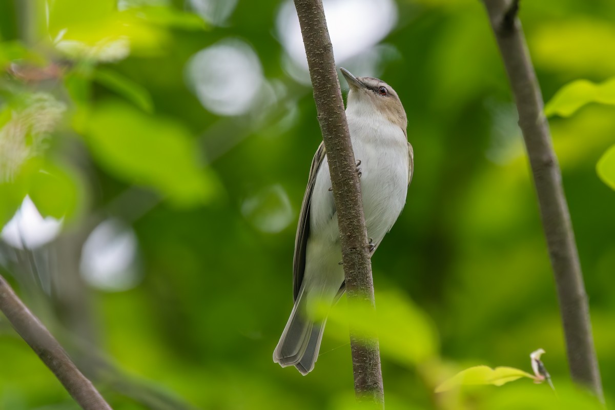 Red-eyed Vireo - Kevin Hallman