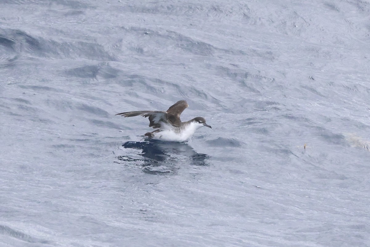 Audubon's Shearwater - Michael McCloy