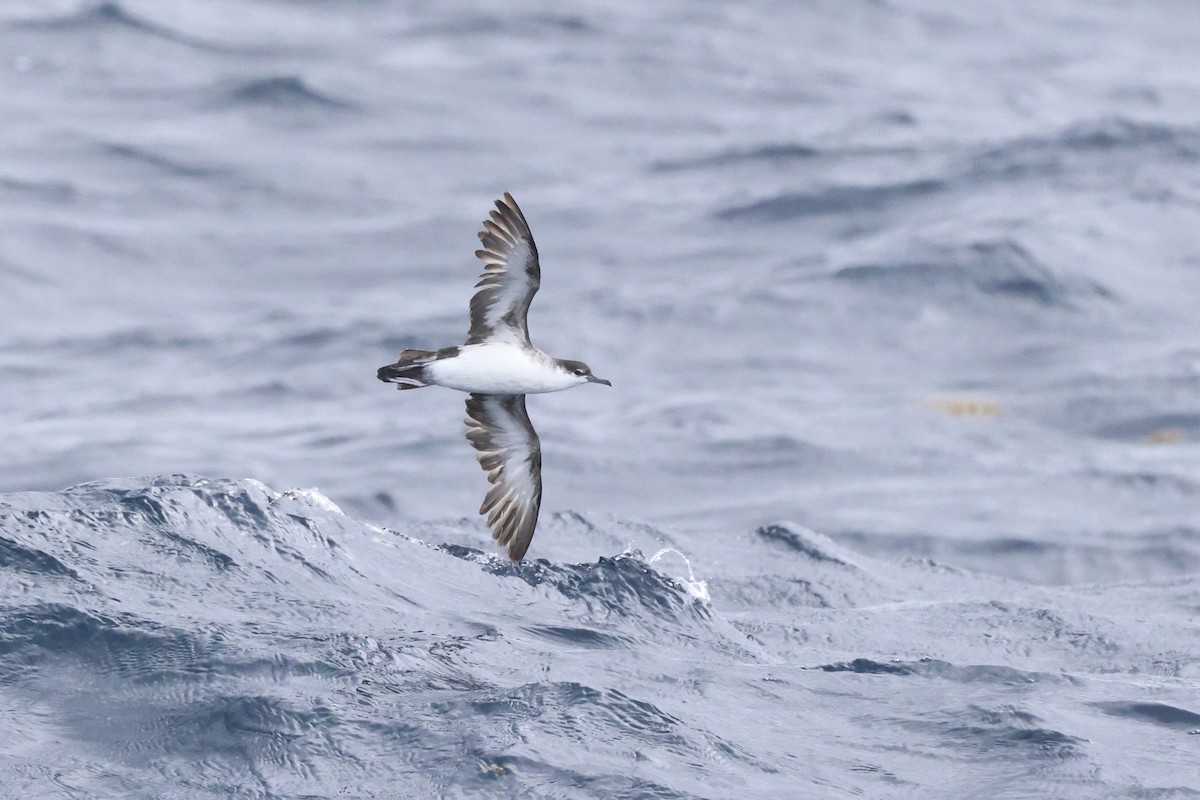 Audubon's Shearwater - Michael McCloy