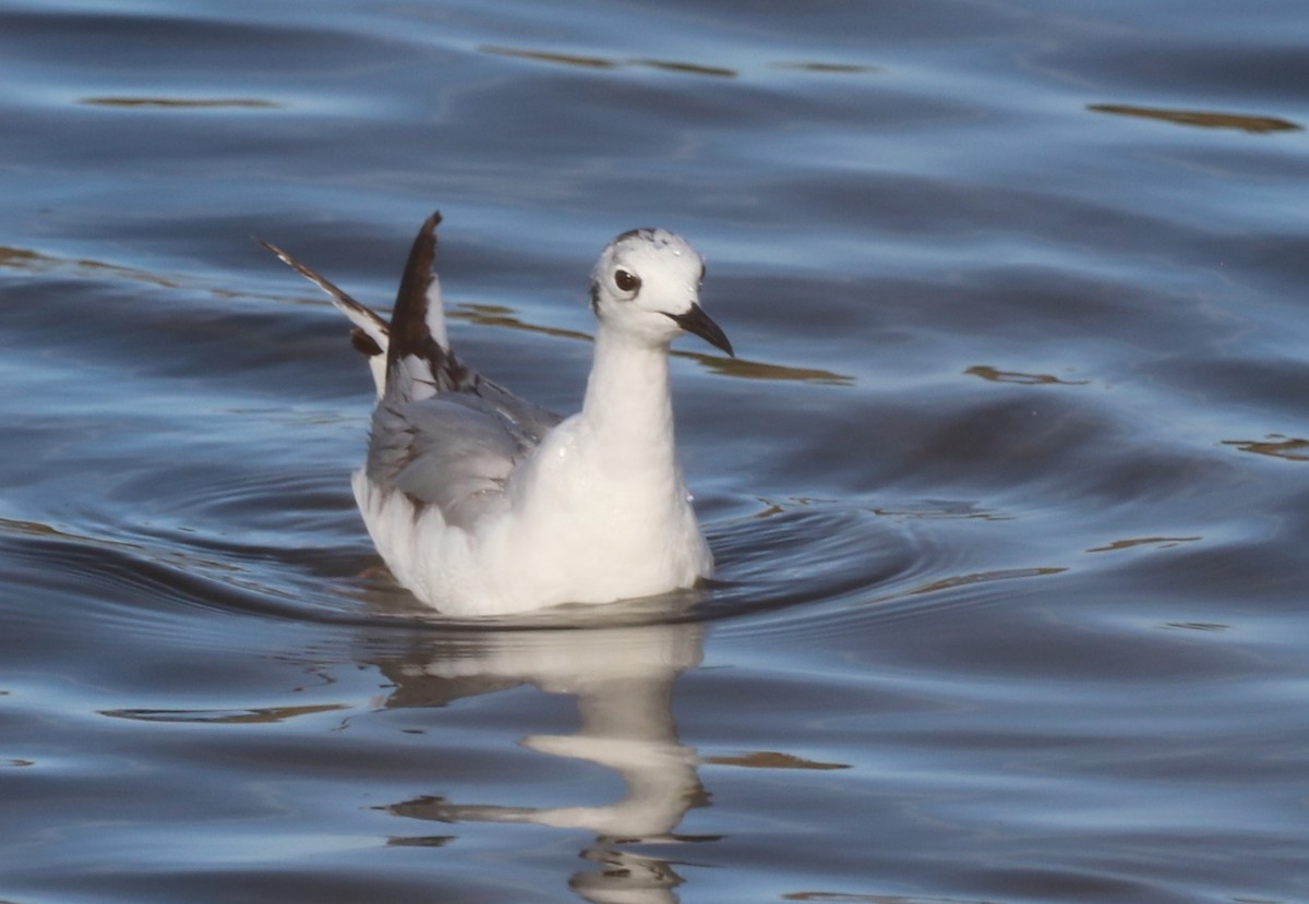 Bonaparte's Gull - Chris Overington