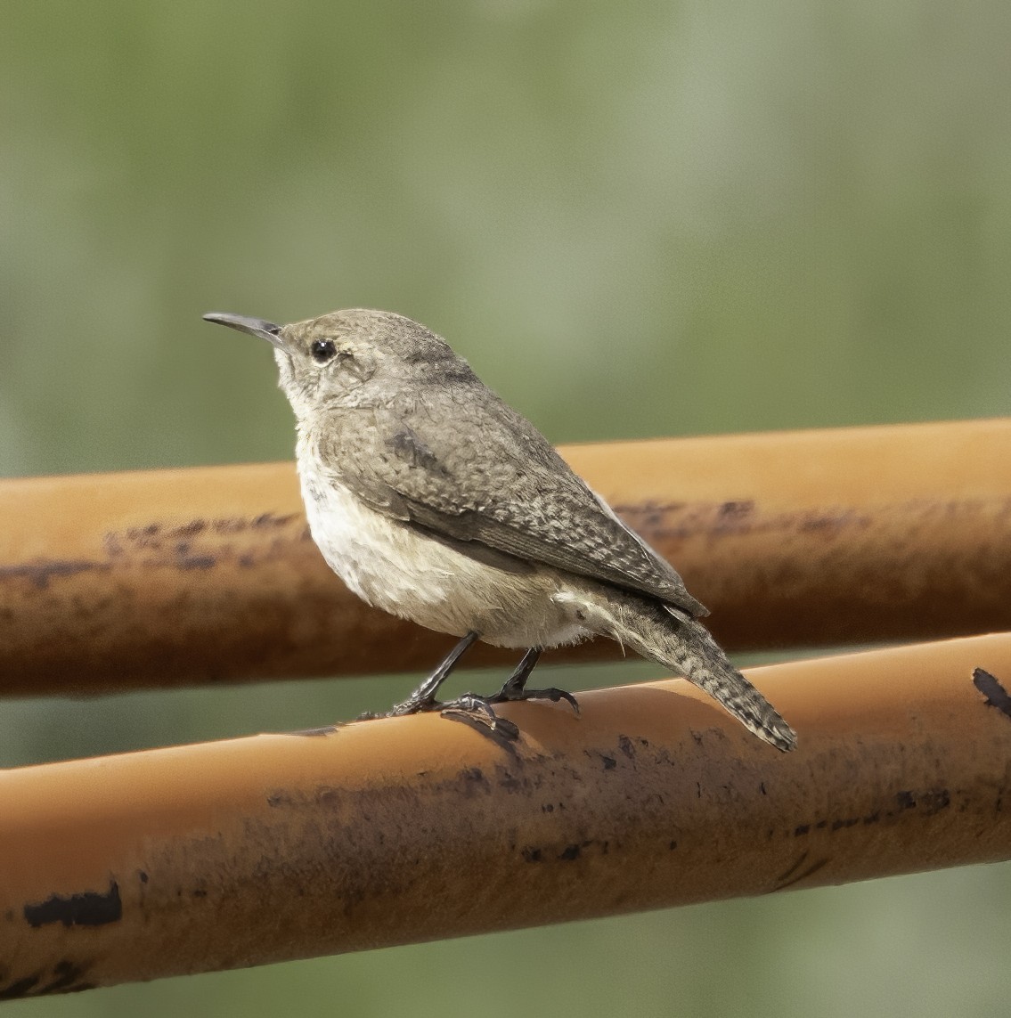 Rock Wren - Gary Kurtz