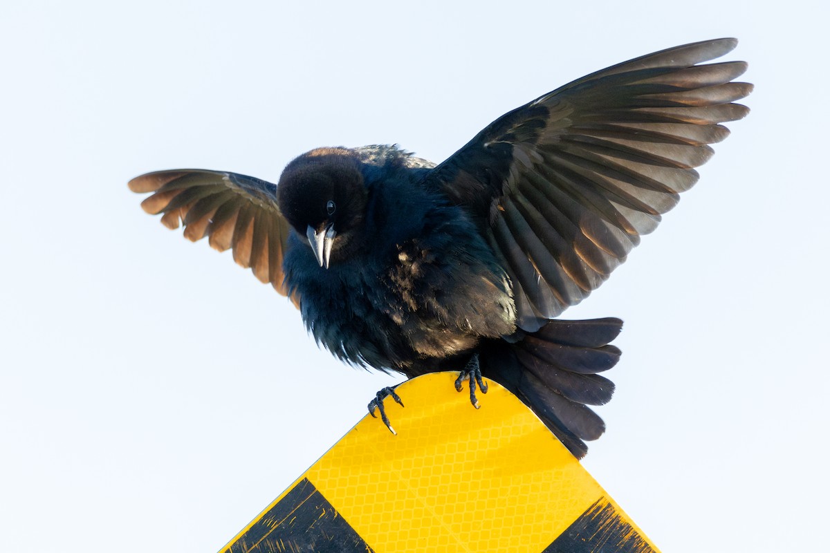 Brown-headed Cowbird - Rain Saulnier