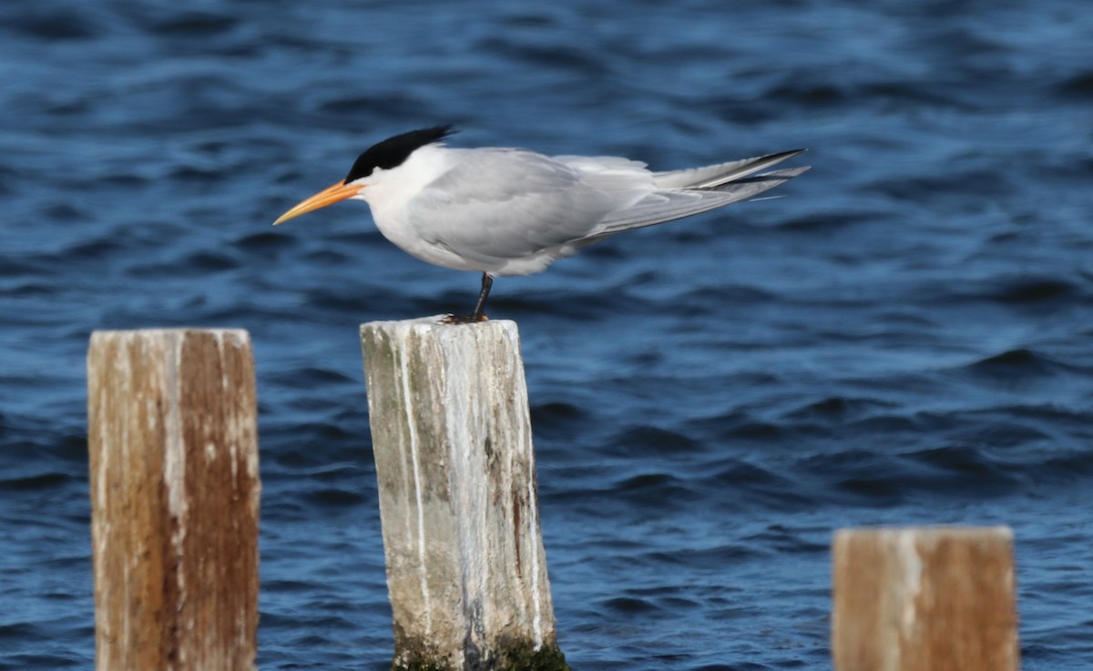 Elegant Tern - Chris Overington