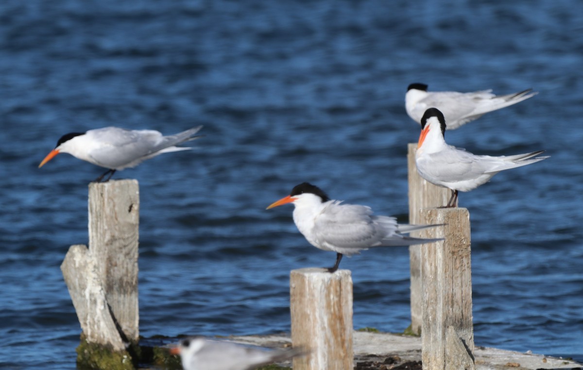 Elegant Tern - Chris Overington