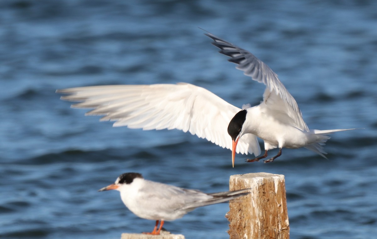 Elegant Tern - Chris Overington