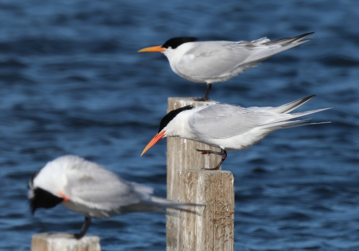 Elegant Tern - Chris Overington