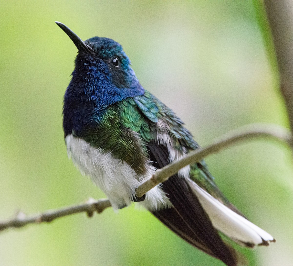 White-necked Jacobin - Jeffry Morataya