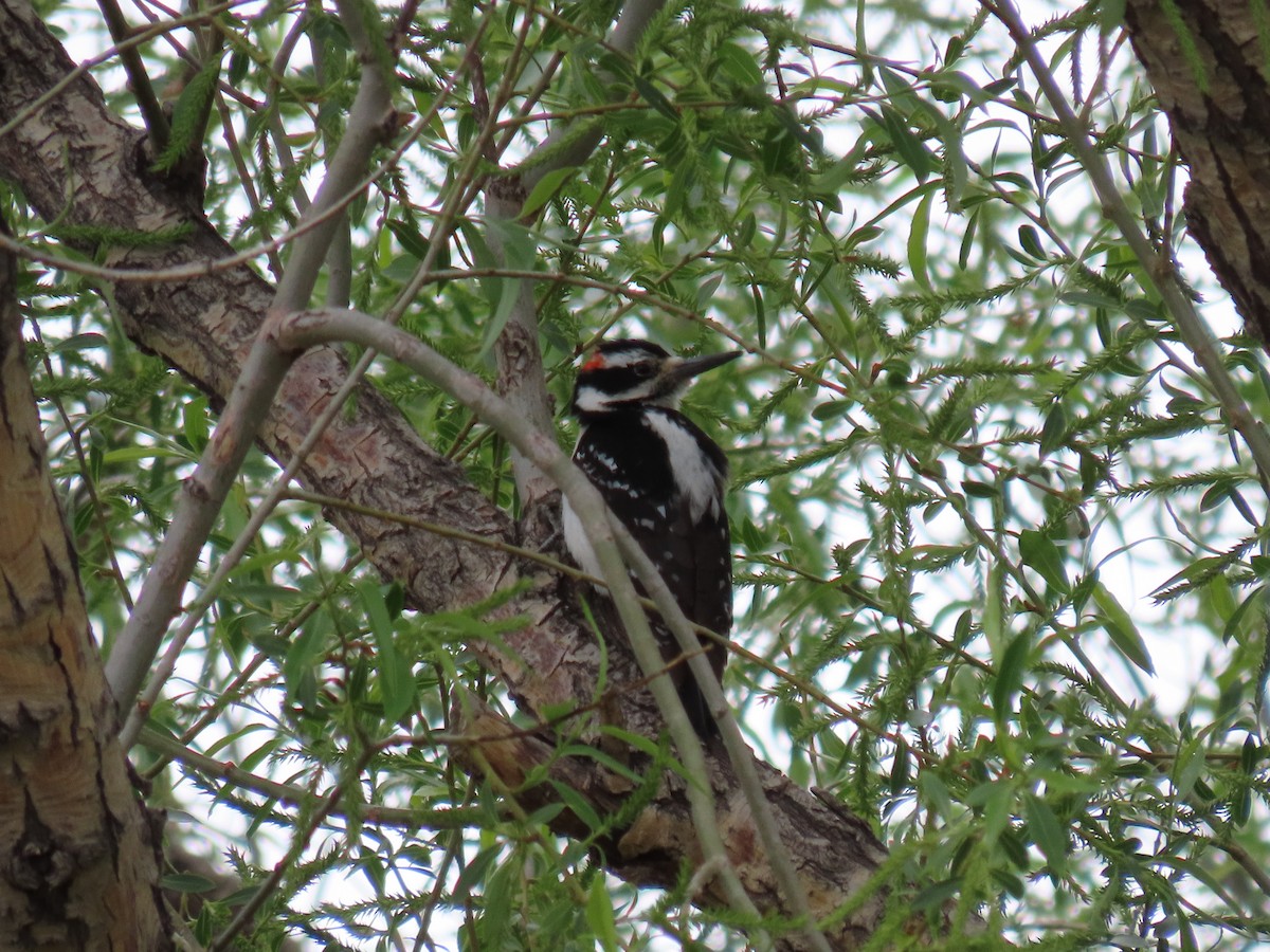 Hairy Woodpecker - Charles Seniawski