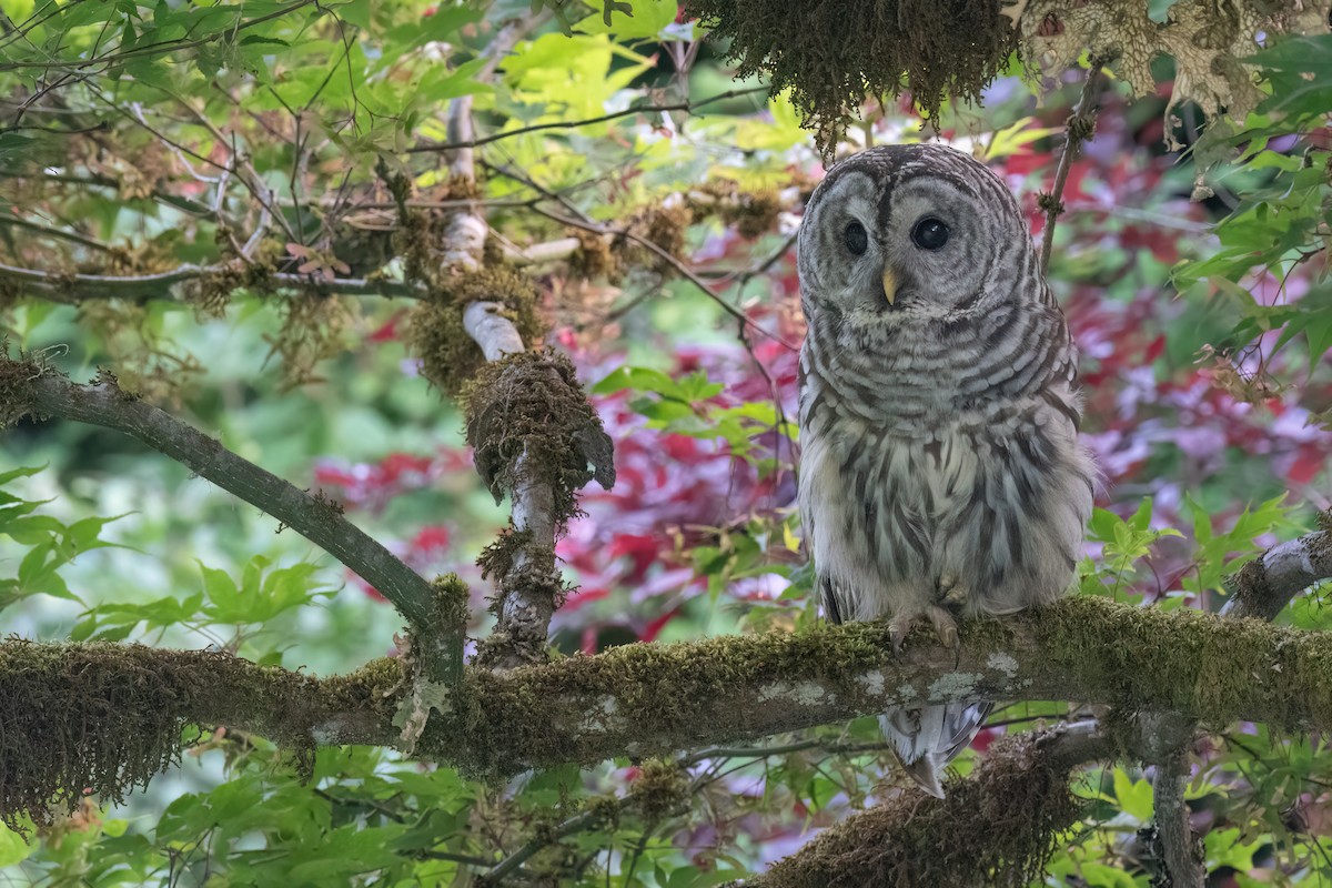 Barred Owl - Kevin Hallman