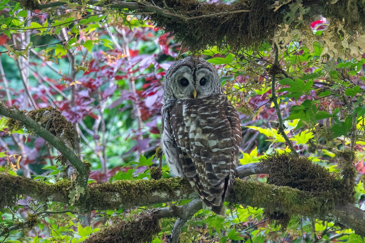 Barred Owl - Kevin Hallman