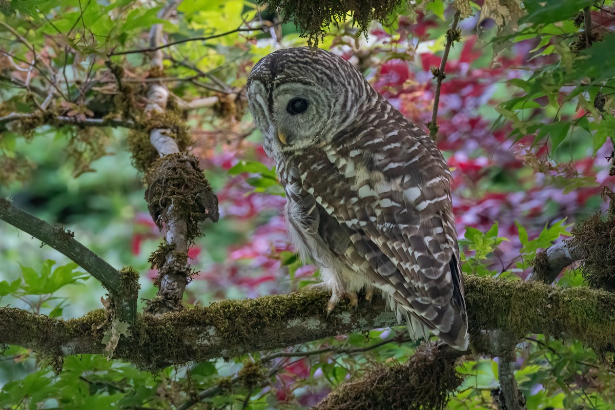 Barred Owl - Kevin Hallman